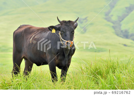 阿蘇のウシ 阿蘇のウシ 69216762