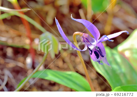 春に咲く花・山野草カタクリ 69216772