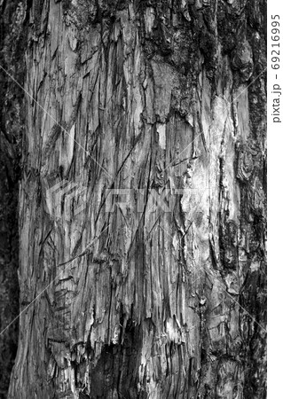 Stripped tree bark. 69216995