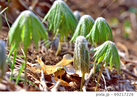 春に芽吹く・山野草ヤブレガサ 69217226