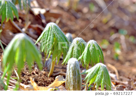 春に芽吹く 山野草ヤブレガサの写真素材