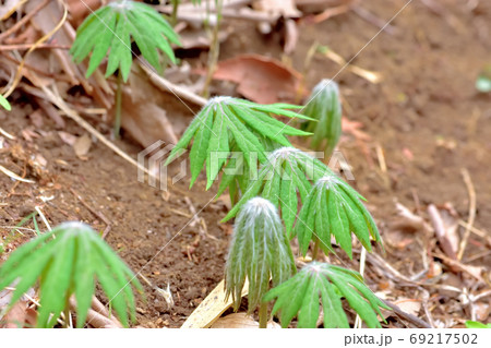 春に芽吹く・山野草ヤブレガサ 春に芽吹く・山野草ヤブレガサ 69217502