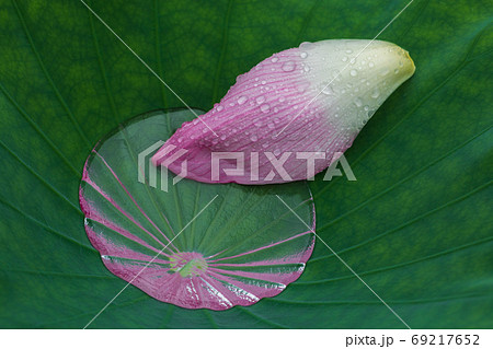 祈り-ハス 69217652