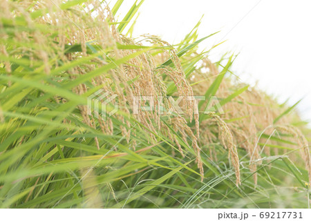 稲穂　実り　稲作 69217731