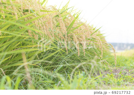 稲穂 実り 稲作 稲穂 実り 稲作 69217732
