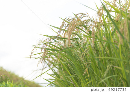 稲穂　実り　稲作 69217735