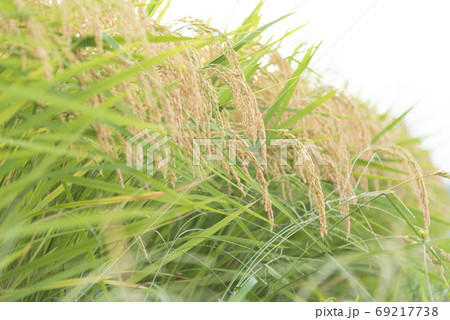 稲穂　実り　稲作 69217738