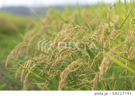 稲穂　実り　稲作 69217741