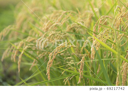 稲穂　実り　稲作 69217742