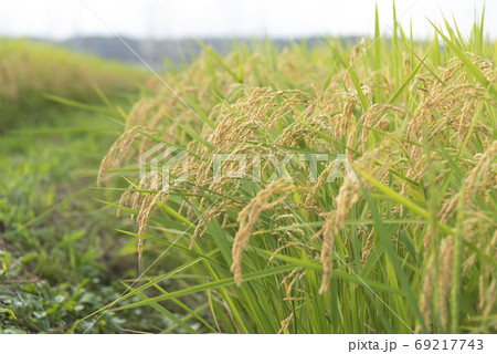 稲穂　実り　稲作 69217743