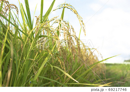 稲穂　実り　稲作 69217746