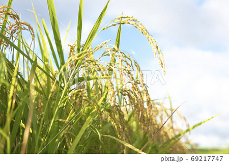 稲穂　実り　稲作 69217747