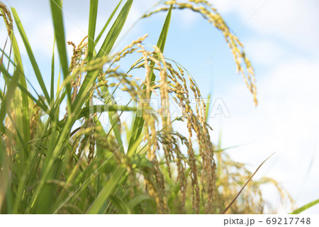 稲穂 実り 稲作 稲穂 実り 稲作 69217748