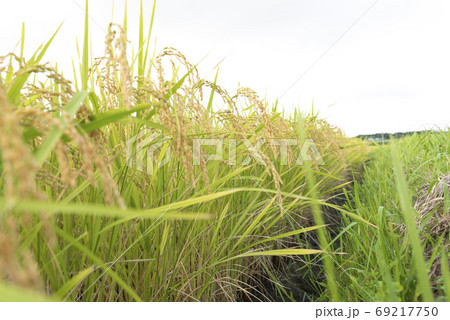 稲穂　実り　稲作 69217750
