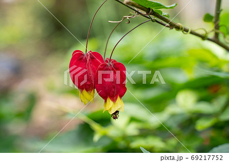 チロリアンランプ 69217752