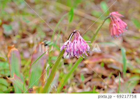 春に咲く花 山野草ショウジョウバカマの写真素材