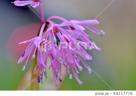 春に咲く花・山野草ショウジョウバカマ 春に咲く花・山野草ショウジョウバカマ 69217776
