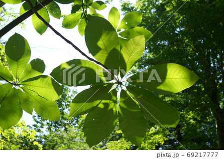 森　ホオノキ　見上げる　葉　白神山地 69217777