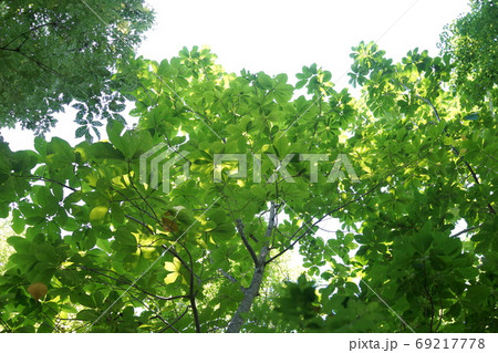 森　ホオノキ　見上げる　葉　白神山地 69217778