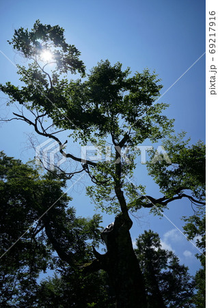 マザーツリー 大木 ブナ 白神山地の写真素材