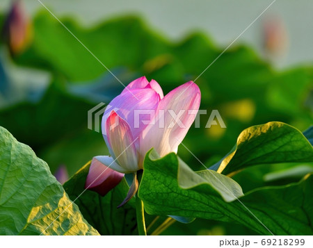 西日を浴びて輝くちょうど見頃のハスの花 琵琶湖 滋賀の写真素材