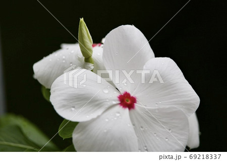 日々草 日々草 69218337