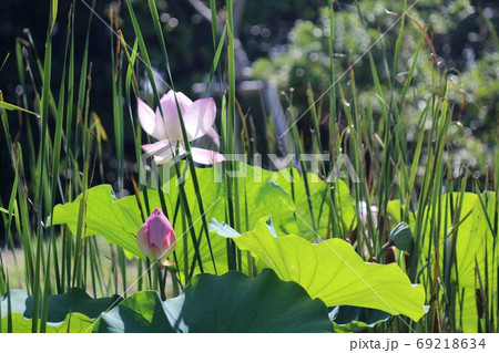 ピンク色のハスの花とつぼみ ピンク色のハスの花とつぼみ 69218634