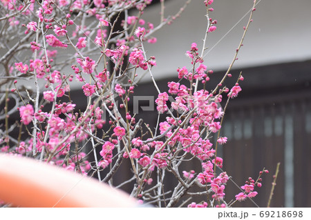 下鴨神社 光琳の梅 下鴨神社 光琳の梅 69218698