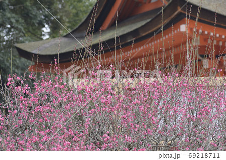 下鴨神社　光琳の梅 69218711