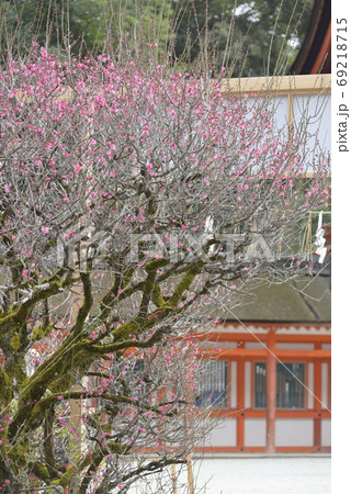 下鴨神社 光琳の梅の写真素材