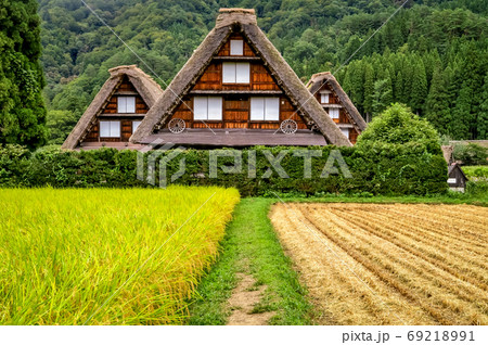 白川郷で3つ並んだ合掌造りの家と刈入れ途中の田園 69218991