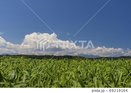 夏のイメージ_トウモロコシ畑と積乱雲と青空 夏のイメージ_トウモロコシ畑と積乱雲と青空 69219164