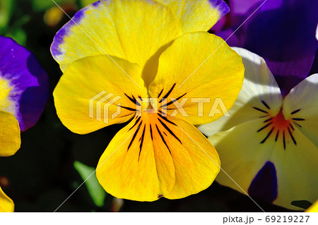 春に咲く花・ビオラ 春に咲く花・ビオラ 69219227