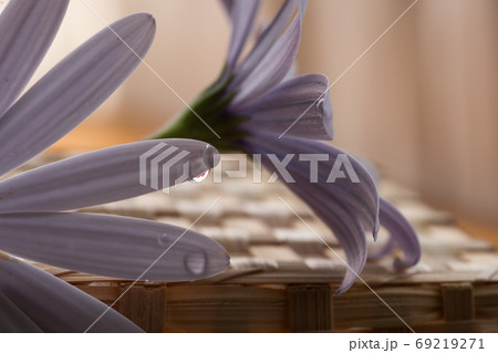 薄紫の花と水滴 69219271