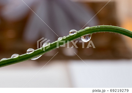 植物の茎と水滴の映り込み 69219279