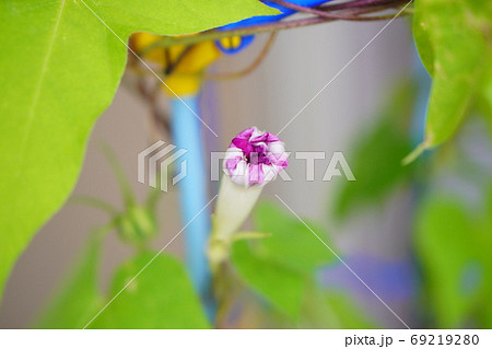 小学生が学校で育てていた朝顔を夏休みに持ち帰った。朝顔の花殻 69219280
