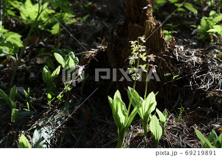 春 花 植物 69219891