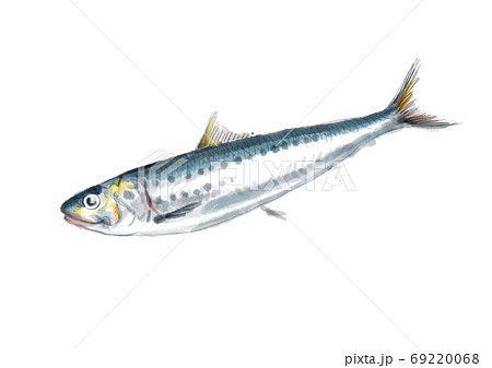鰯_D手描き_文字無し 69220068