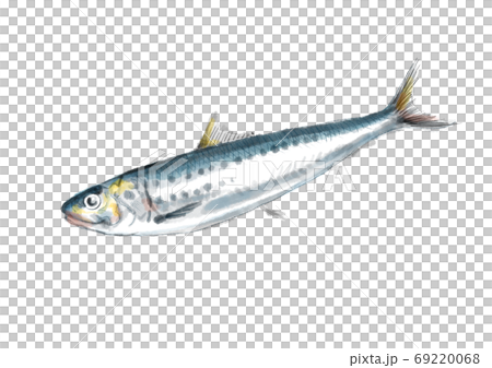 鰯_D手描き_文字無し 69220068