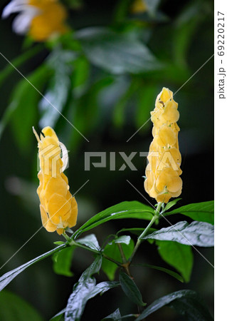 パキスタキス ルテア パキスタキス ルテア 69220217