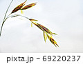 草 雑草 花 69220237