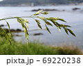 草 雑草 花 69220238