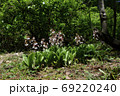 春 花 植物 69220240