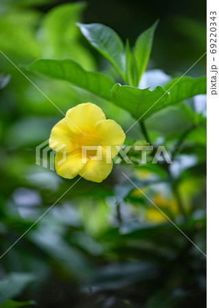 ヒメアリアケカズラの写真素材