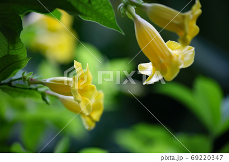 ヒメアリアケカズラ 69220347