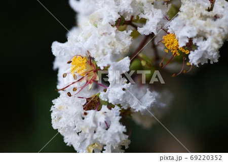 サルスベリの花 クローズアップ画像 サルスベリの花 クローズアップ画像 69220352