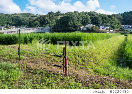 イノシシ対策の電気柵　夏の農村で害獣防除　島根　松江 69220450