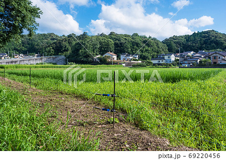 イノシシ対策の電気柵　夏の農村で害獣防除　島根　松江 69220456