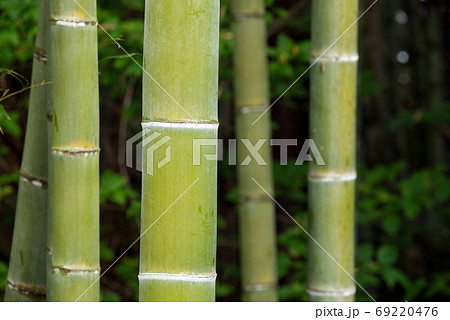 緑の竹林のアップ 69220476