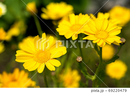 黄色い春菊の花の写真素材